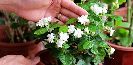 带香味适合室内养的花