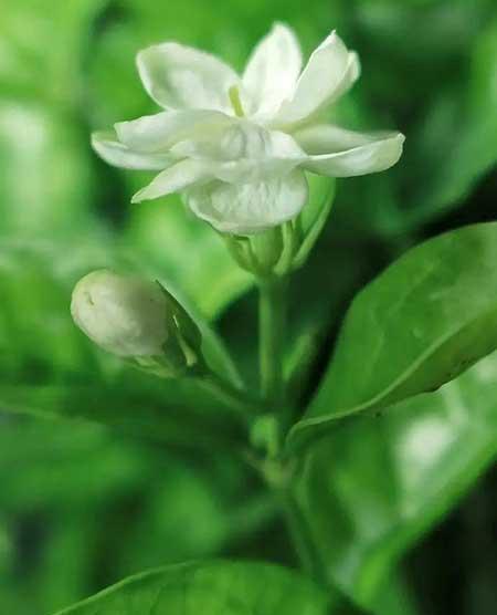 带香味适合室内养的花