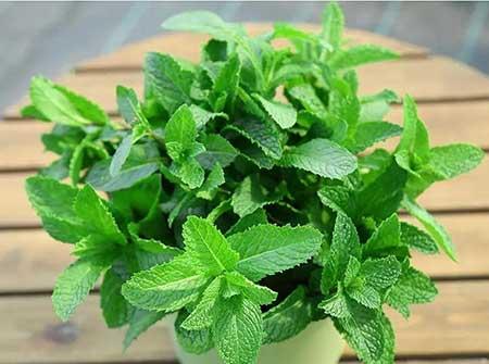 带香味适合室内养的花