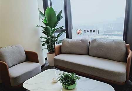 大厅绿植花卉租赁