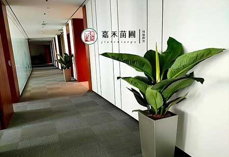 大厅绿植花卉租赁