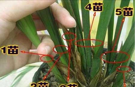 大兰草花怎么养