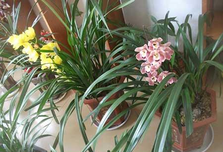 大兰草花怎么养