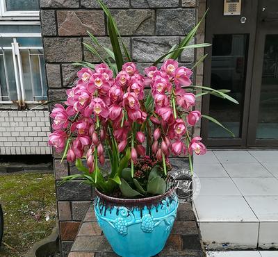大兰草花怎么养