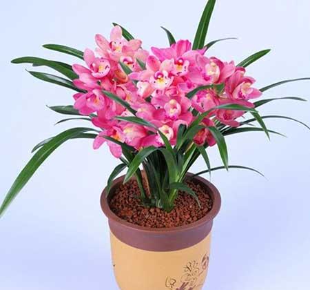 大兰草花怎么养
