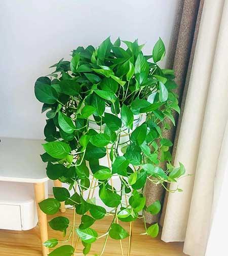 春季家里适合养什么花