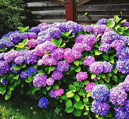春季好养活的花卉植物
