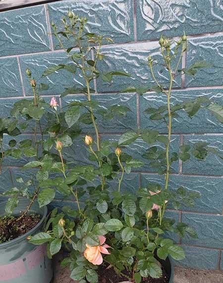 春季好养活的花卉植物