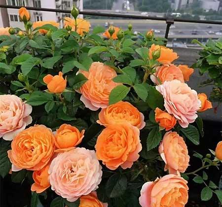 春季好养活的花卉植物