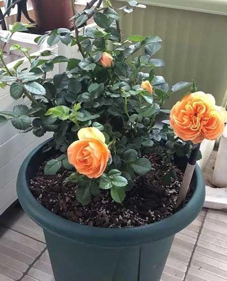 春季好养活的花卉植物
