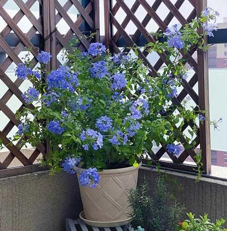 春季好养活的花卉植物