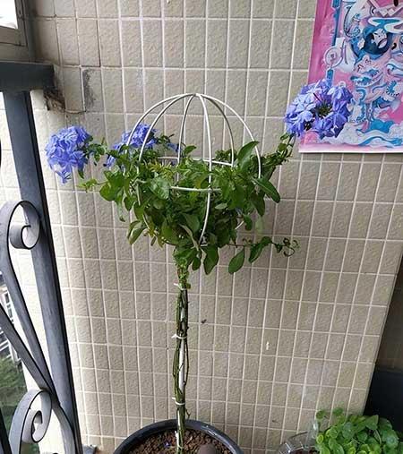 春季好养活的花卉植物