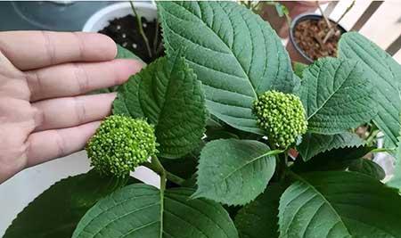 春季好养活的花卉植物
