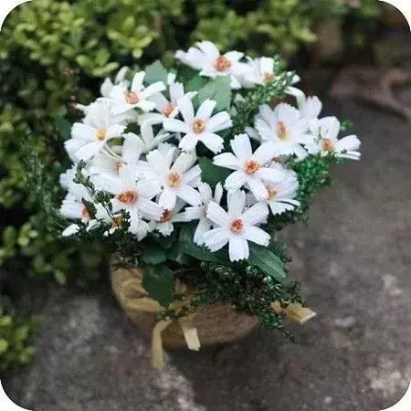雏菊盆栽怎么养