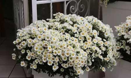 雏菊盆栽怎么养