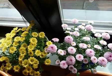 雏菊盆栽怎么养