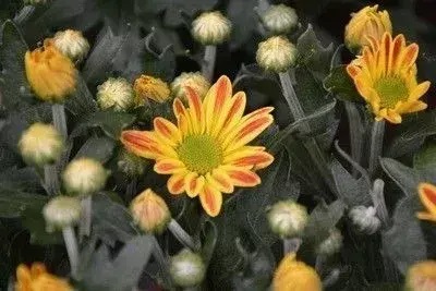 雏菊盆栽怎么养