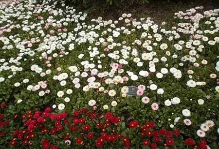 雏菊盆栽怎么养