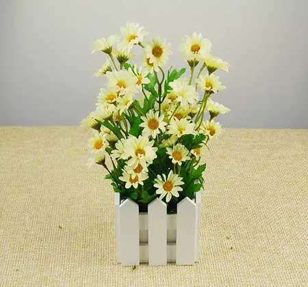 雏菊盆栽怎么养