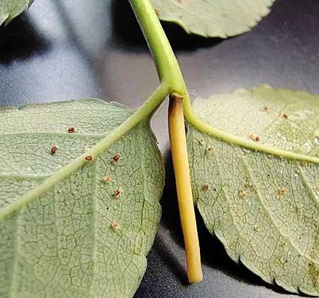 厨房适合养的花