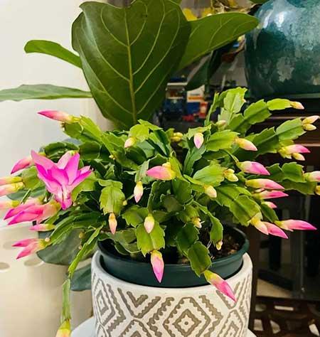 厨房适合养的花