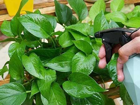 厨房适合养的花