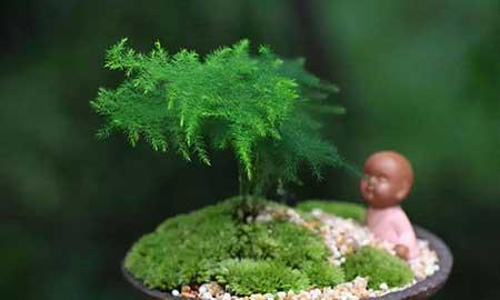 茶室养什么植物