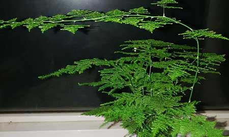 茶室养什么植物