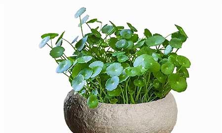 茶室养什么植物