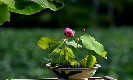 茶室养什么植物