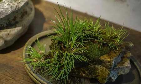茶室养什么植物