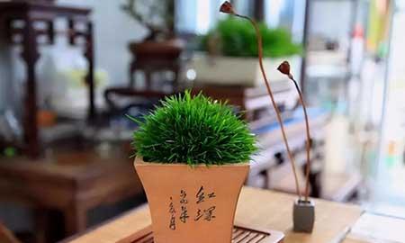 茶室养什么植物