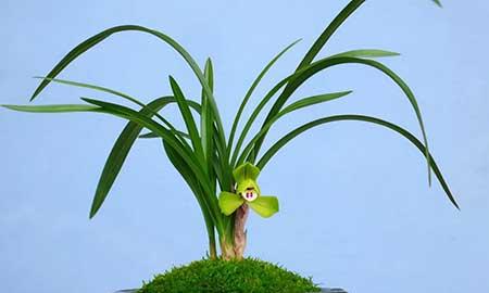 茶室养什么植物