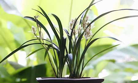 茶室养什么植物