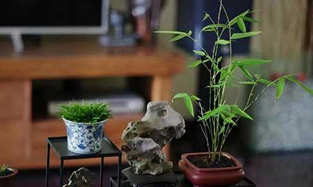 茶室养什么植物
