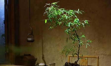 茶室养什么植物