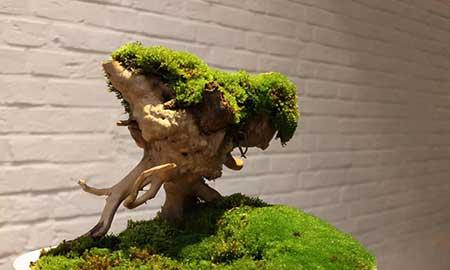 茶室养什么植物