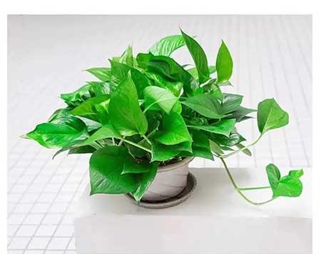厕所适合养的绿植