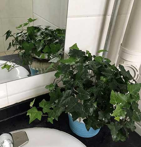 厕所适合养的绿植
