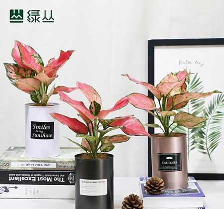 彩叶万年红盆栽怎么养