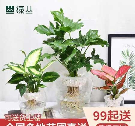 彩叶万年红盆栽怎么养