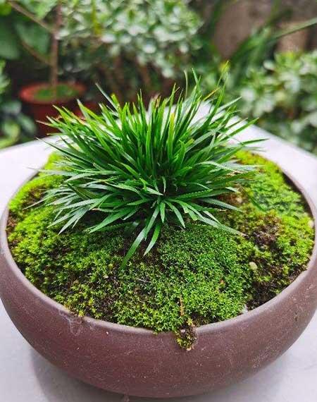 办公室土培绿植哪个好养