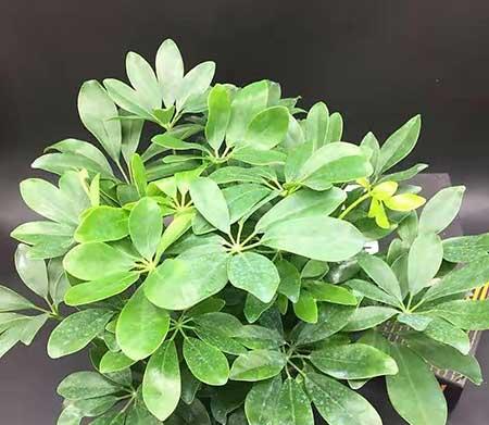 办公室好养活的花