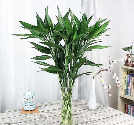 办公室好养活的花