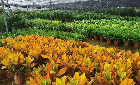 租摆绿植花卉