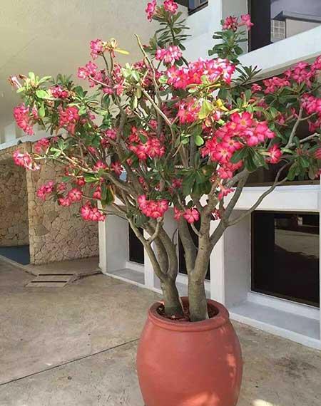 植物沙漠玫瑰怎么养