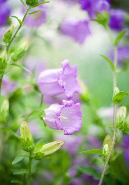 植物风铃花怎么养