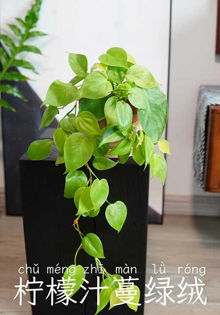 易养绿植