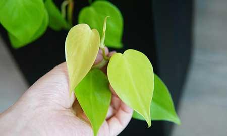 易养绿植