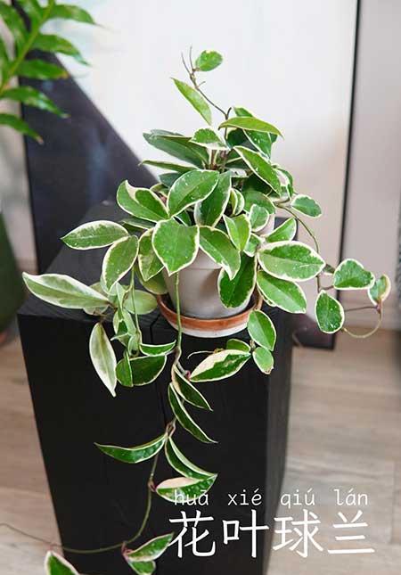 易养绿植